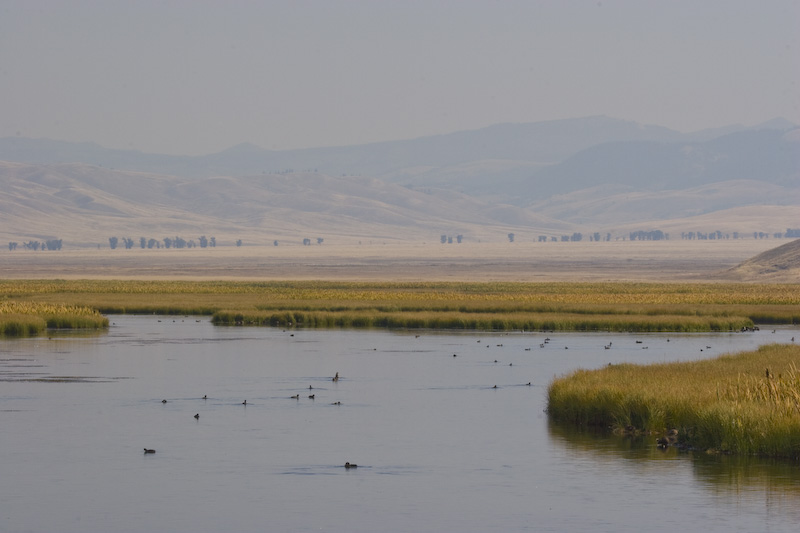 Waterbirds On Pond